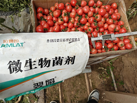 進口水溶肥,圣女果種植,翠姆微生物菌劑